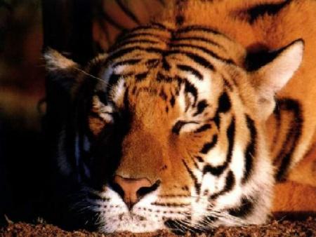 tigre qui dort