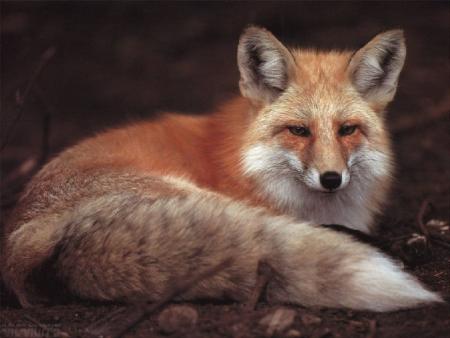 renard