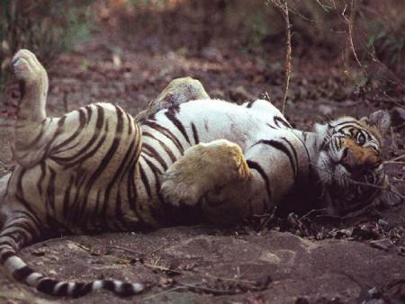 il veut qu'on lui caresse le ventre